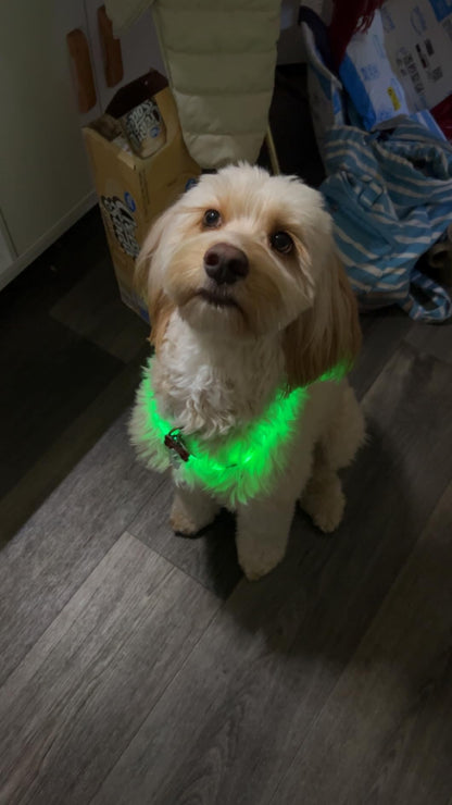 Beacon Dog Glow Collar