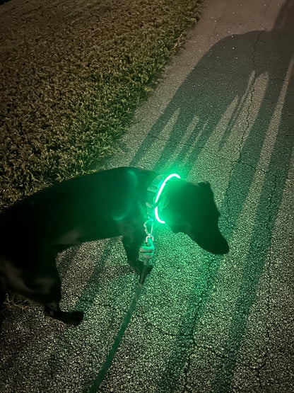 Beacon Dog Glow Collar