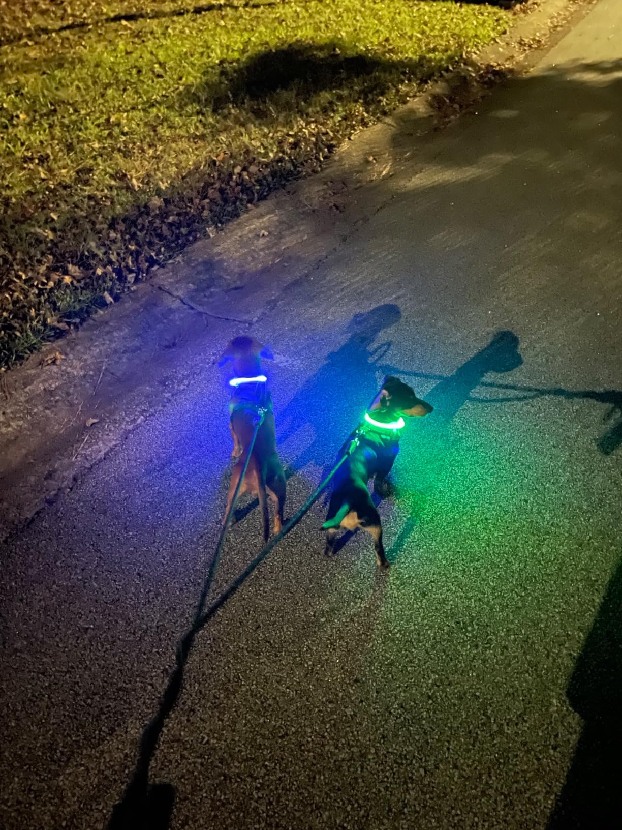 Beacon Dog Glow Collar