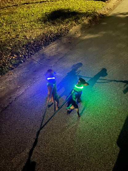 Beacon Dog Glow Collar