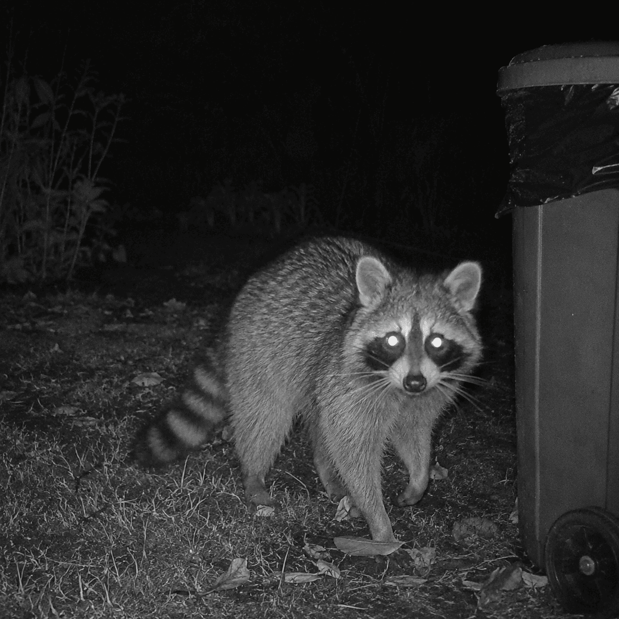 Warden Trail Cam