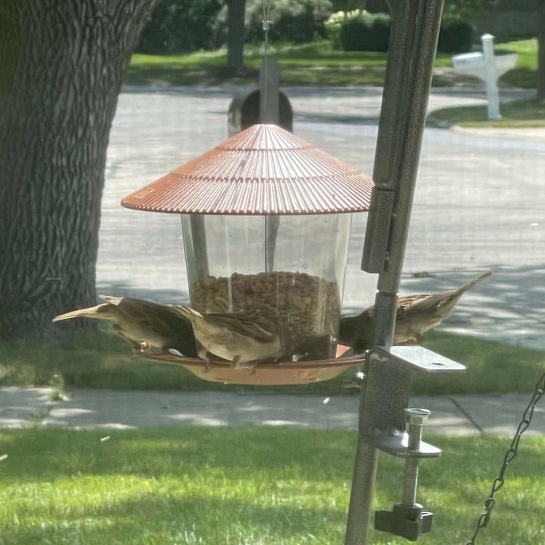 Bird Feeder
