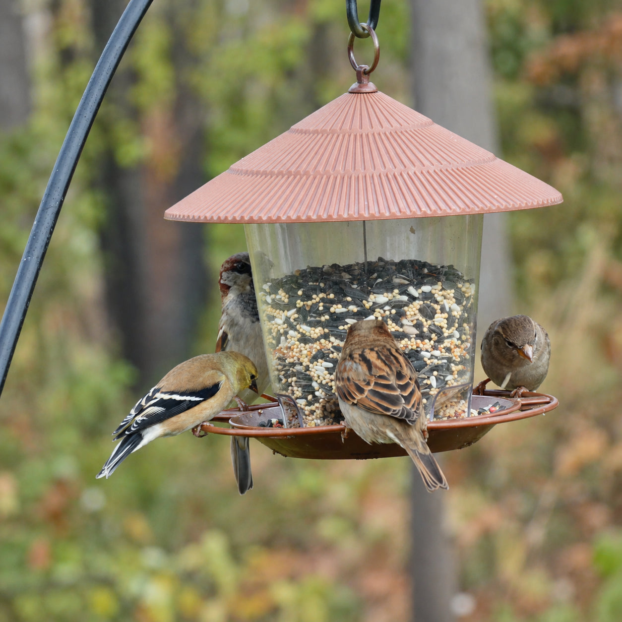 Bird Feeder